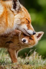 fox pair