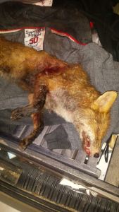 north dorset hunt sabs