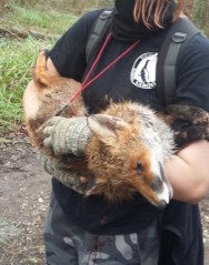 south coast hunt sabs